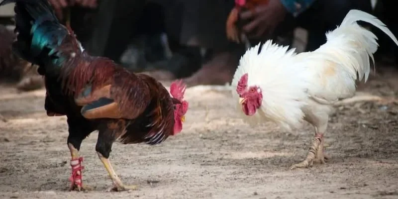 Chọi kê cựa dao cùng sức hấp dẫn đặc biệt